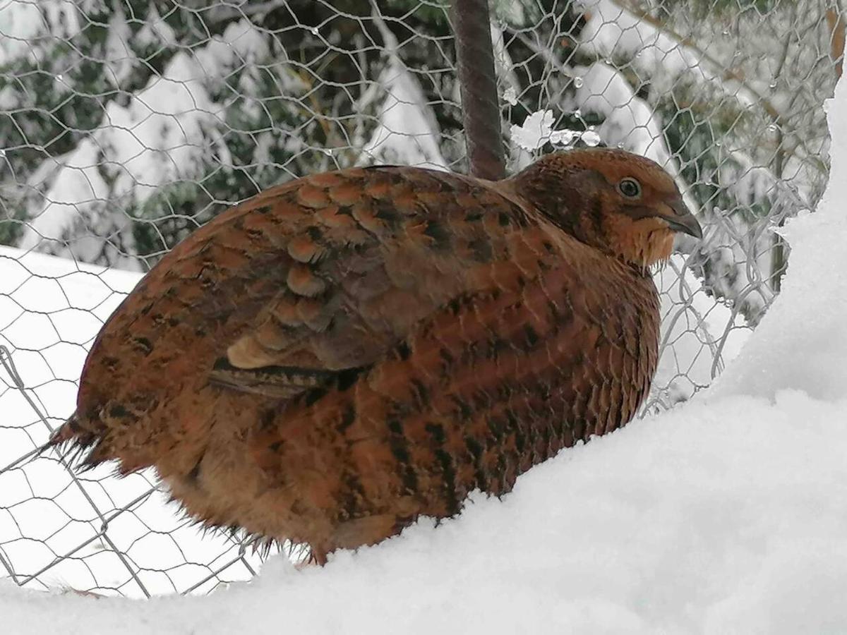 Appartamento Accogliente Di Montagna A Cavagnago Faido Exterior foto